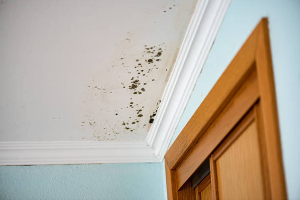 Best Commercial Mold Remediation in Ilco, WA