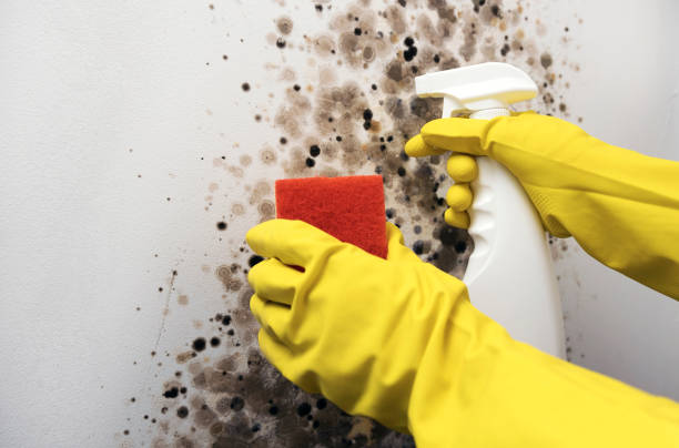 Best Basement Mold Remediation in Ilco, WA