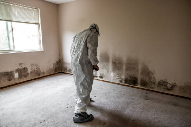 Best Post-Flood Mold Remediation in Ilco, WA