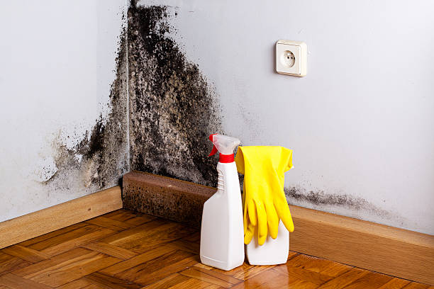 Best DIY Mold Remediation Support Services in Ilco, WA