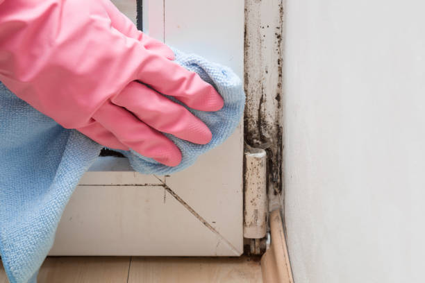 Best Post-Flood Mold Remediation in Ilco, WA