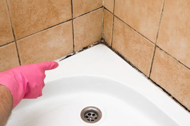 Best Black Mold Remediation in Ilco, WA